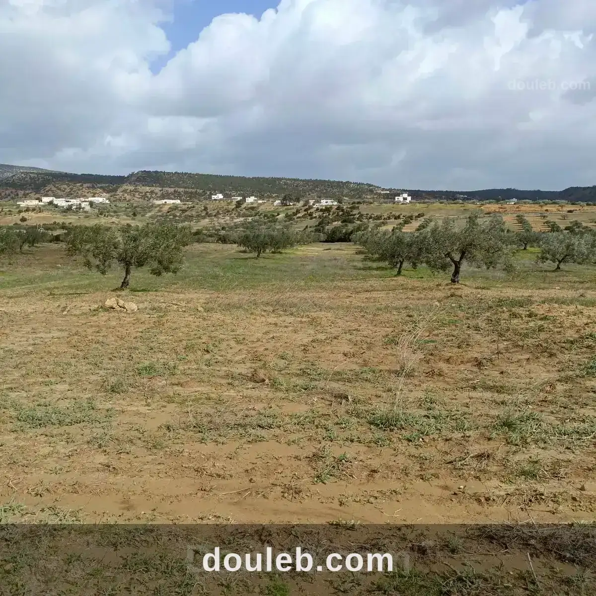 Av 9000m avec 26 oliviers à hammamet à Tunis