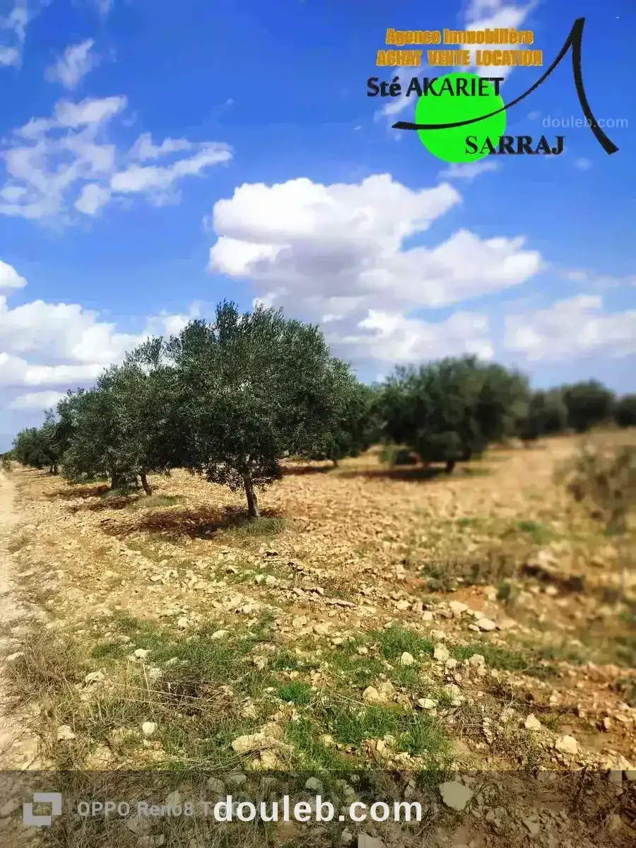 Senia 8 hectares et 6000m à kalaa kebira el kraria à Tunis