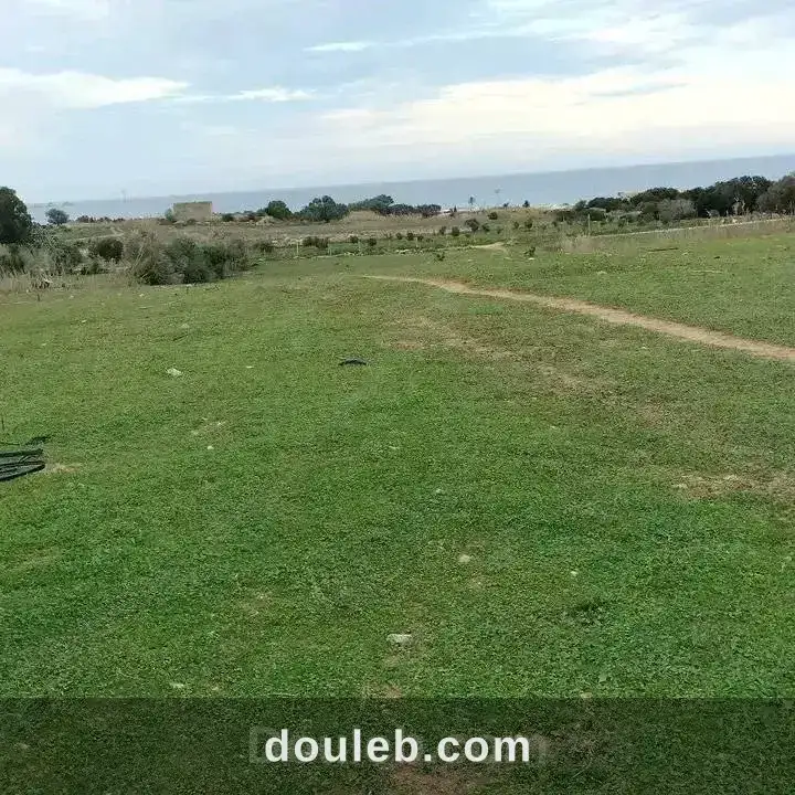 8000m2 olives a 200mdt à Tunis