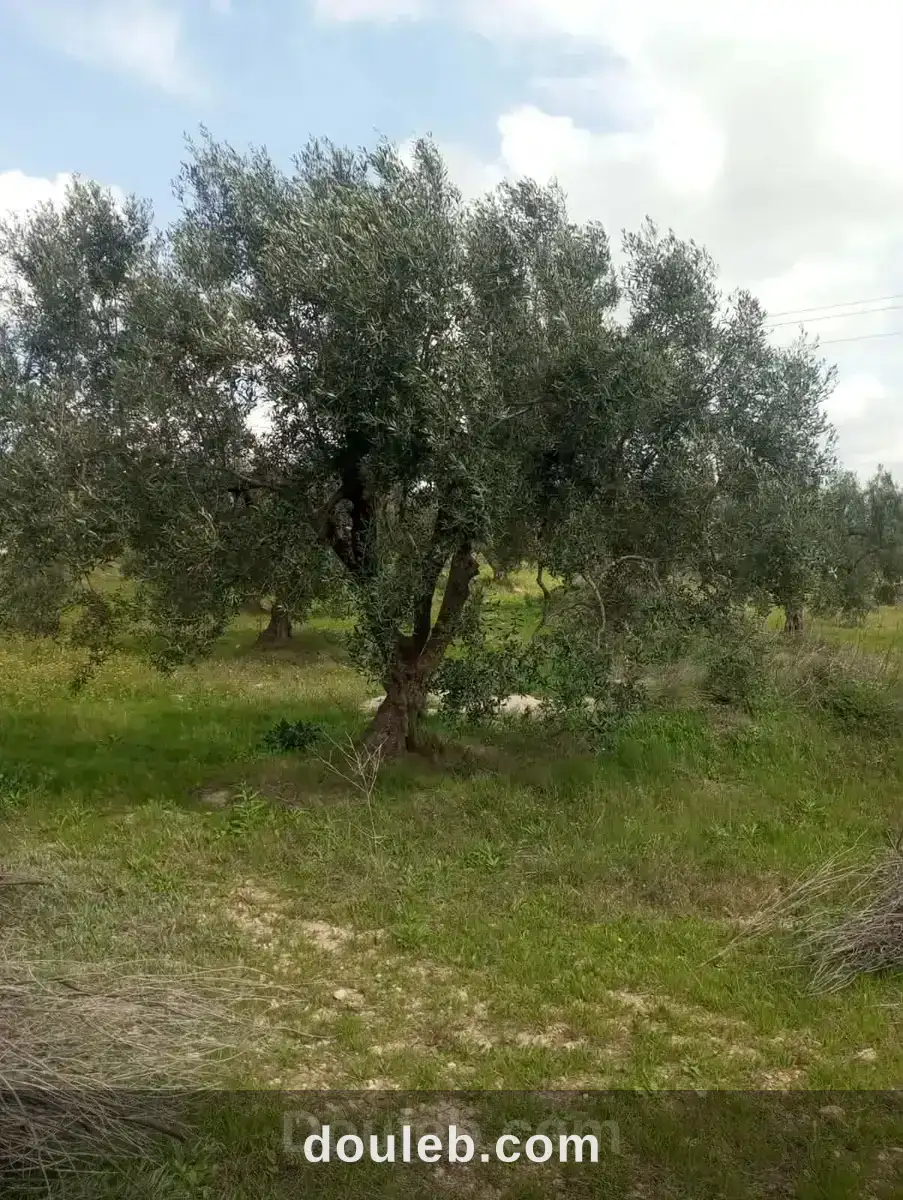 Av terrain 9000m et 120 oliviers à zaghouan à Tunis