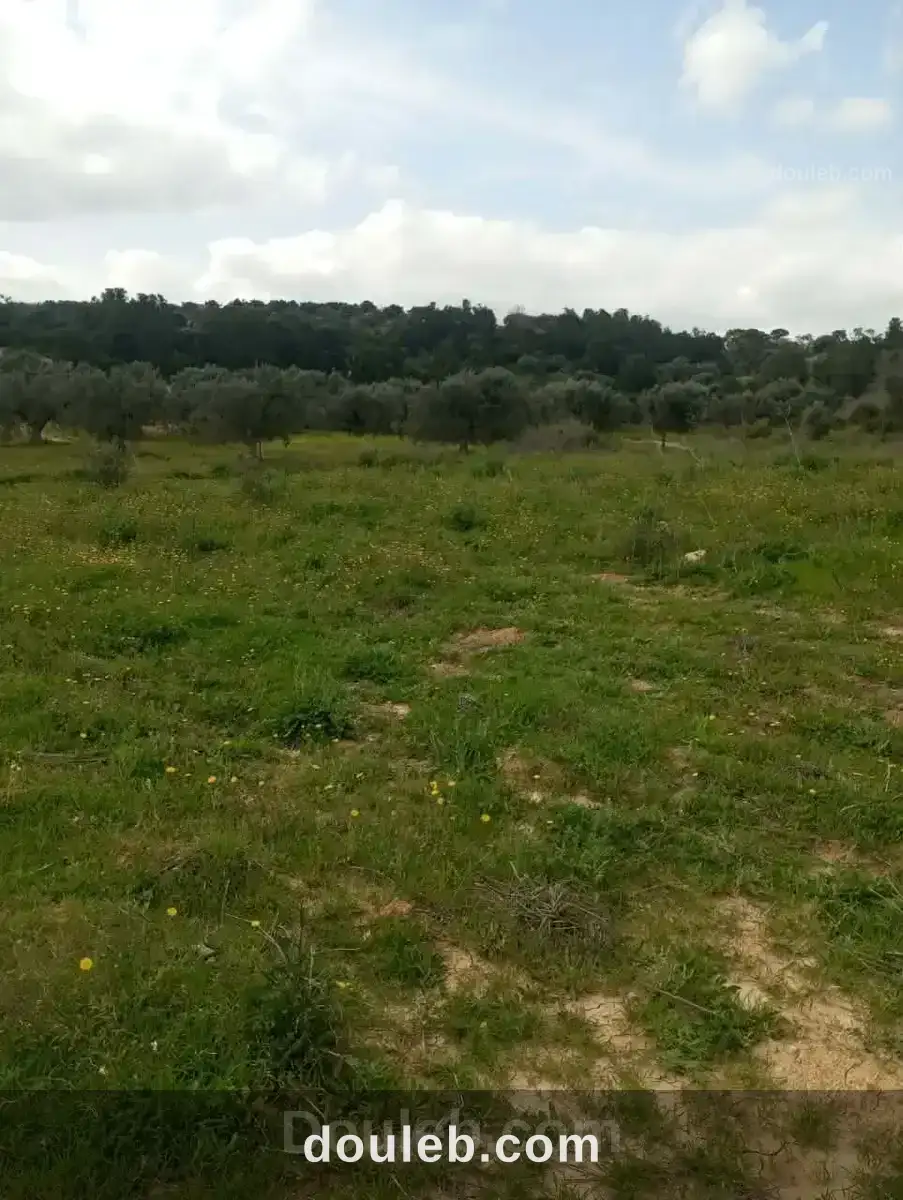 Av terrain 4100m à zaghouan 99958728 à Tunis