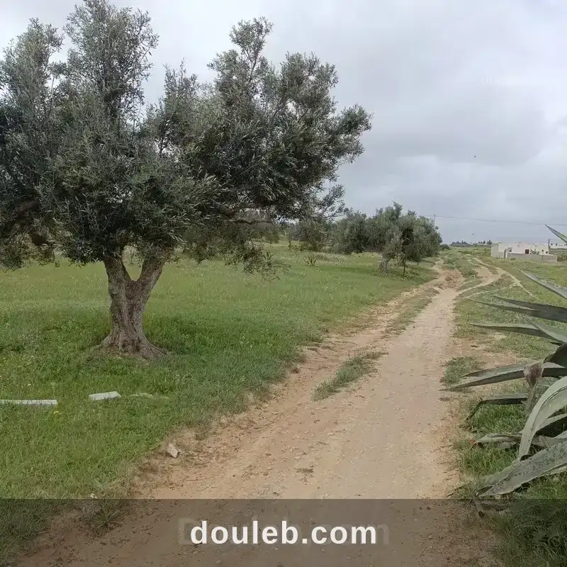 Bonne affaire 290m a 28 md à hamammet sud à Tunis