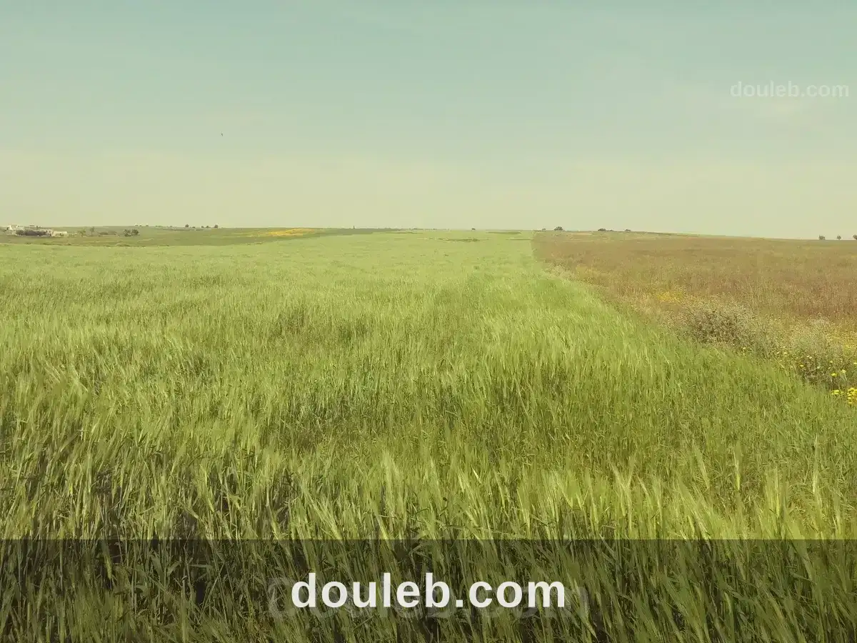 5 hectares terrain agricole nu à Tunis