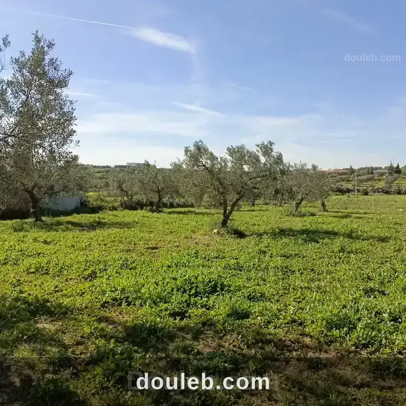 Av terrain 1680m à monchar hammamet sud à Tunis