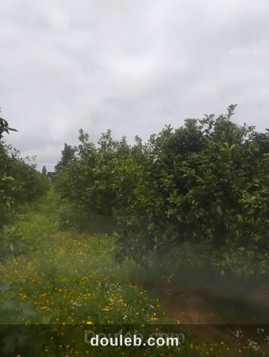 Terrain agricole - Miniature 3