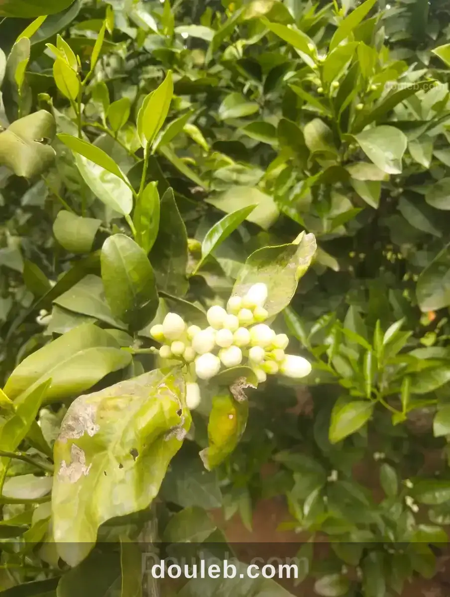 Terrain agricole - Miniature 4