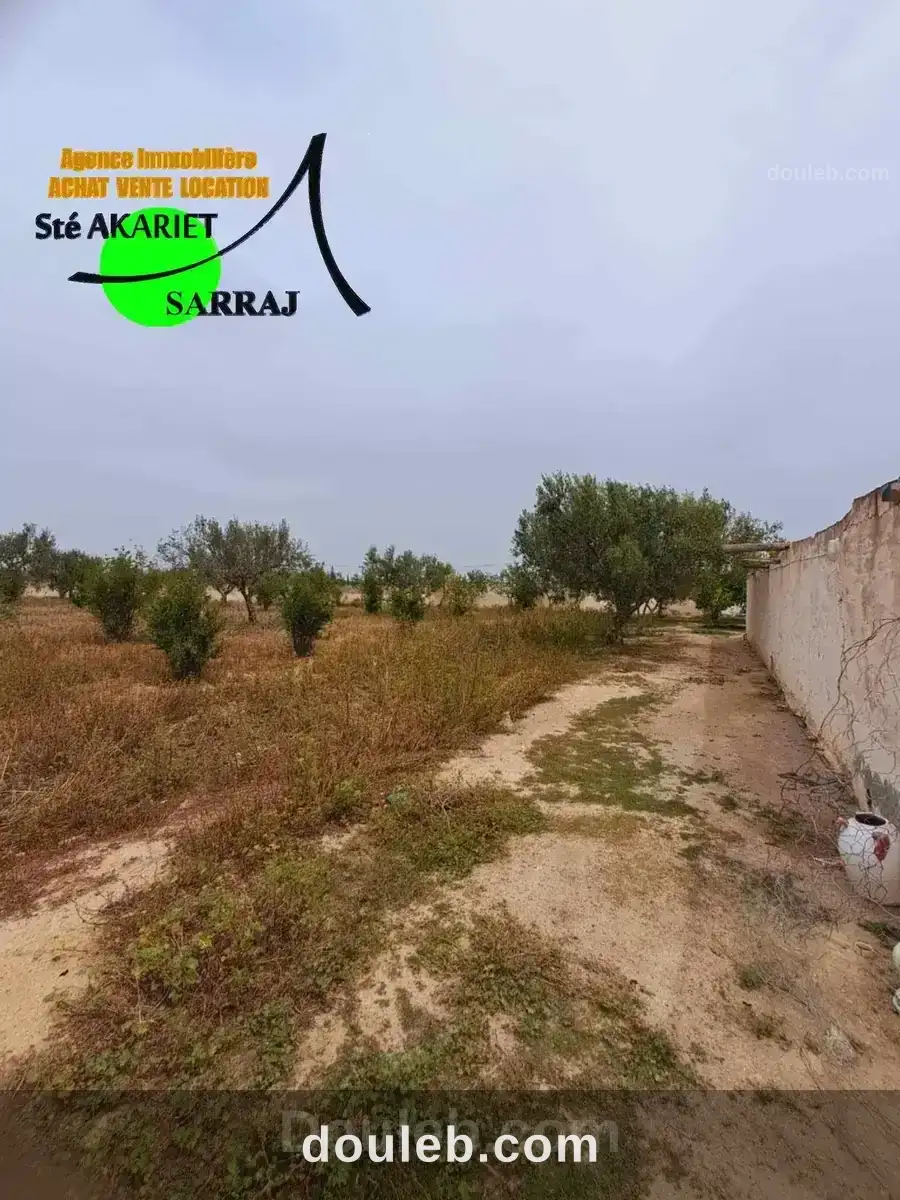 Senia cloturé 2 hectares à kalaa kebira baloum - Miniature 3