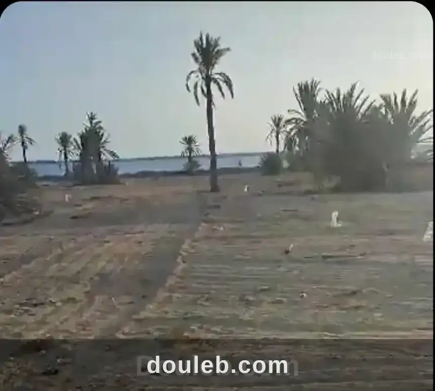 Lots de terrains à sidi fradj kerkennah - Miniature 4