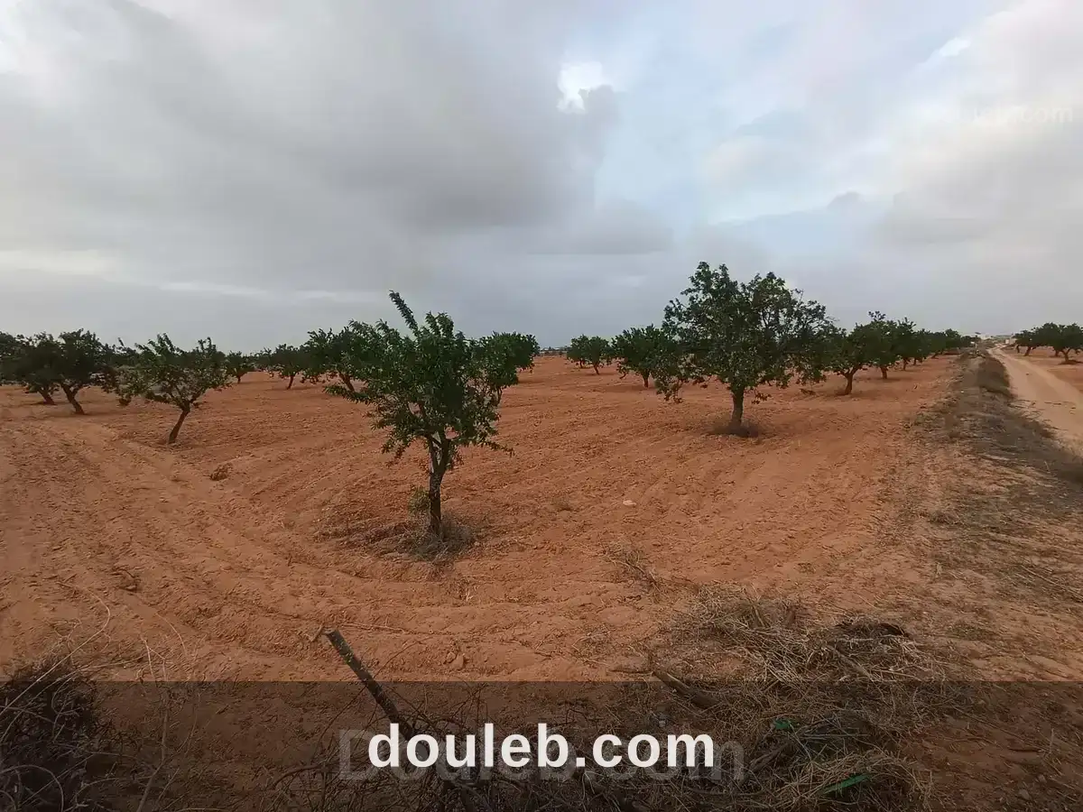 Bora louz route el matar à Tunis