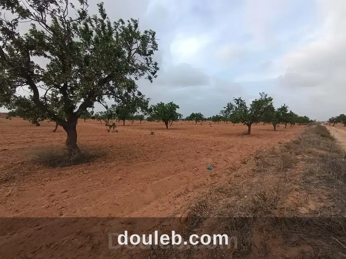 Bora louz route el matar - Miniature 2