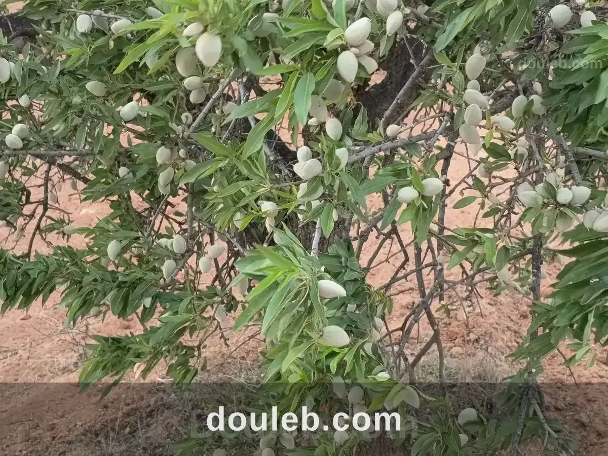 Bora louz route el matar - Miniature 3