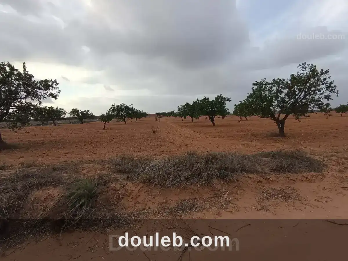 Bora louz route el matar - Miniature 4