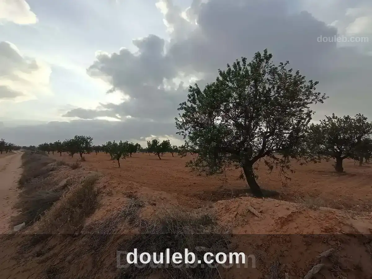 Bora louz route el matar - Miniature 5