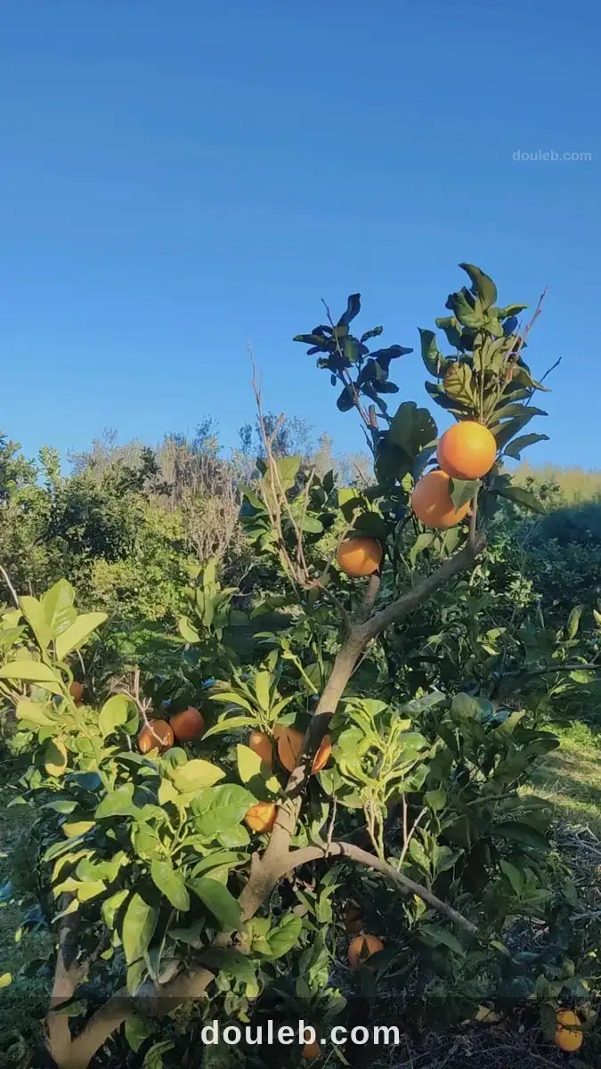 Domaine d'exeption à menzel bouzelfa à Tunis