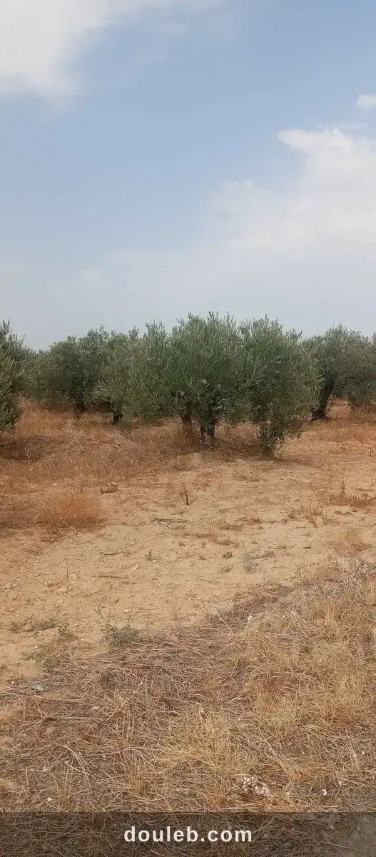 9 ha 873 zitounas à Tunis
