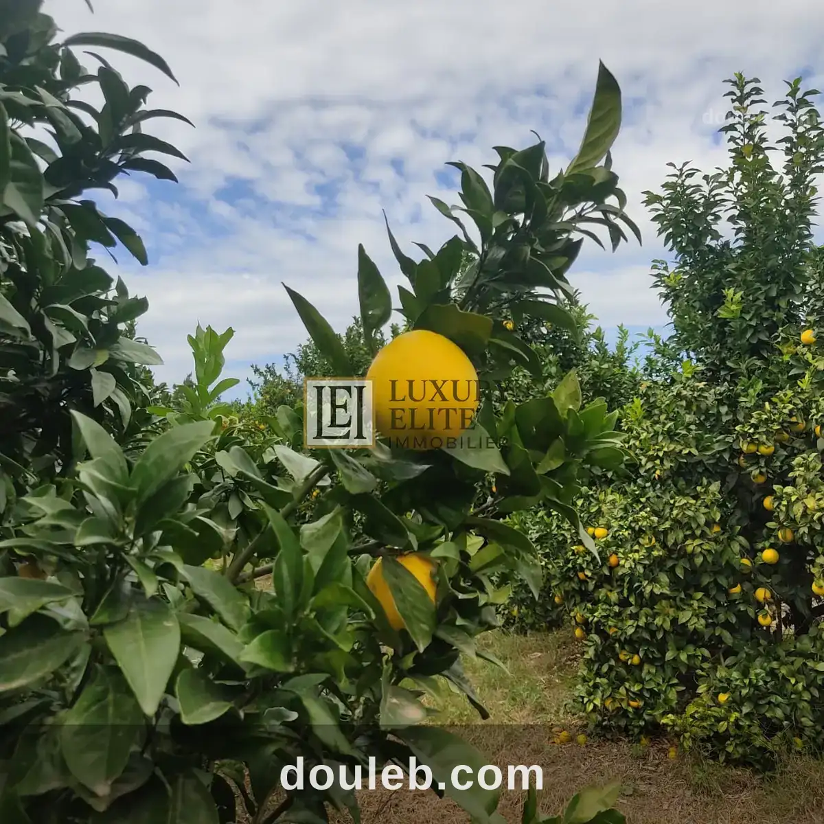 Ferme titree 20 hect takelsa à Tunis