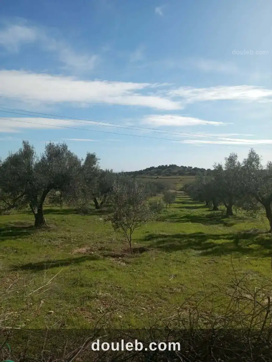Av terrain 9000m avec 120 olivier à zriba à Tunis