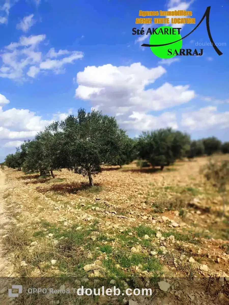 Senia 8 hectares et 6000m à kalaa kebira el kraria à Tunis