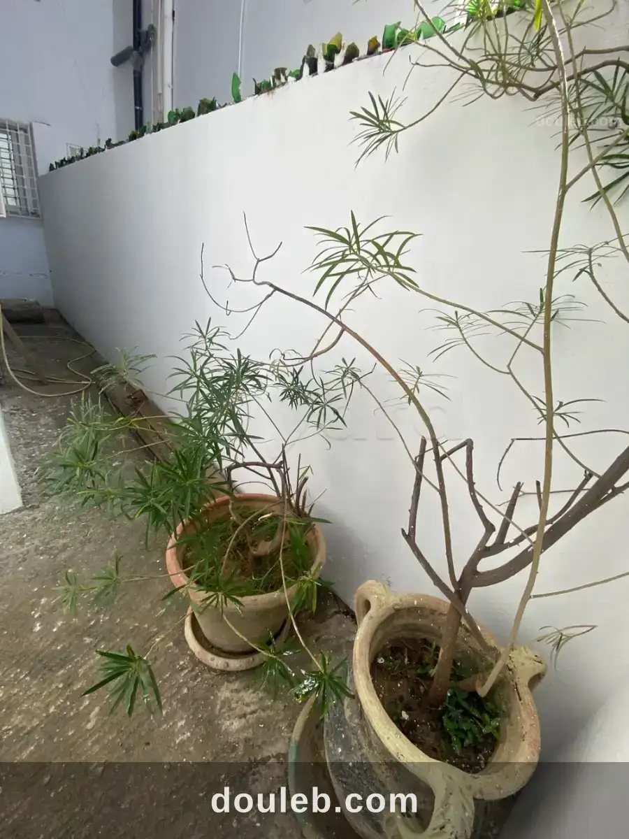 S plus 3 avec petit jardin et place de voiture à Tunis