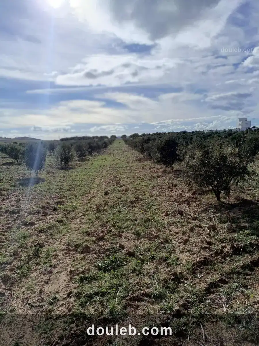 Av 3000m à hammamet sud à Tunis