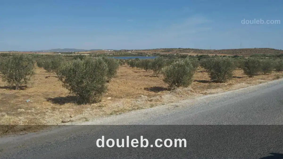 Av de 1000m à 3000m à monchar à Tunis