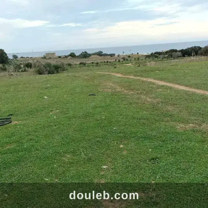 8000m2 olives a 200mdt à Tunis