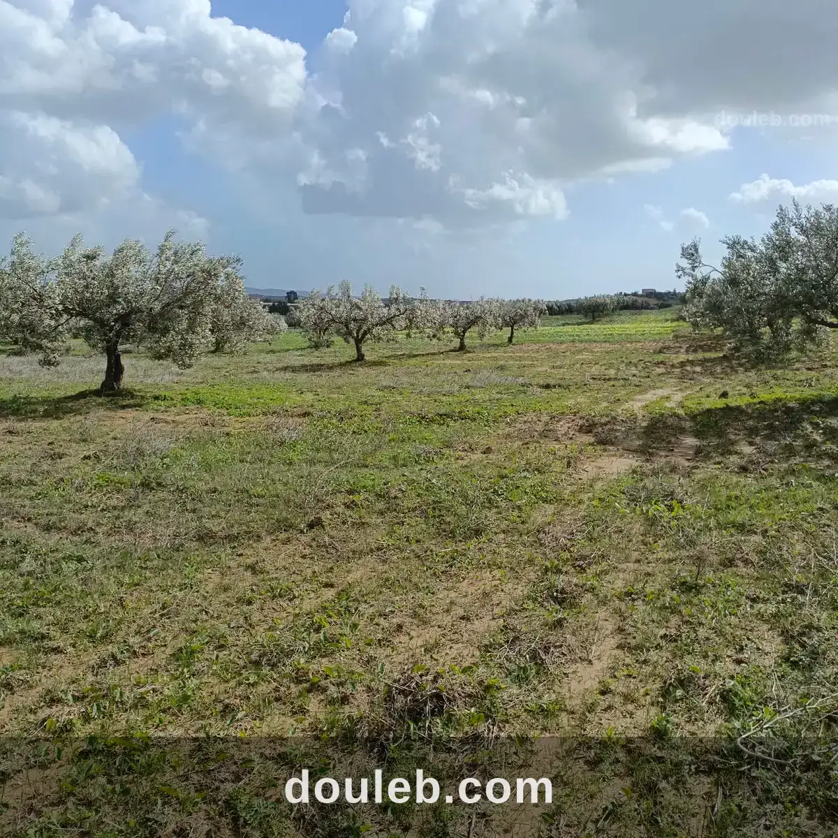 Av terrain de 4500m à hammamet à Tunis