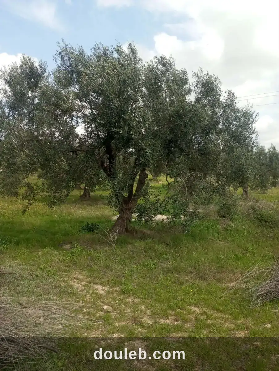 Av terrain 9000m et 120 oliviers à zaghouan à Tunis