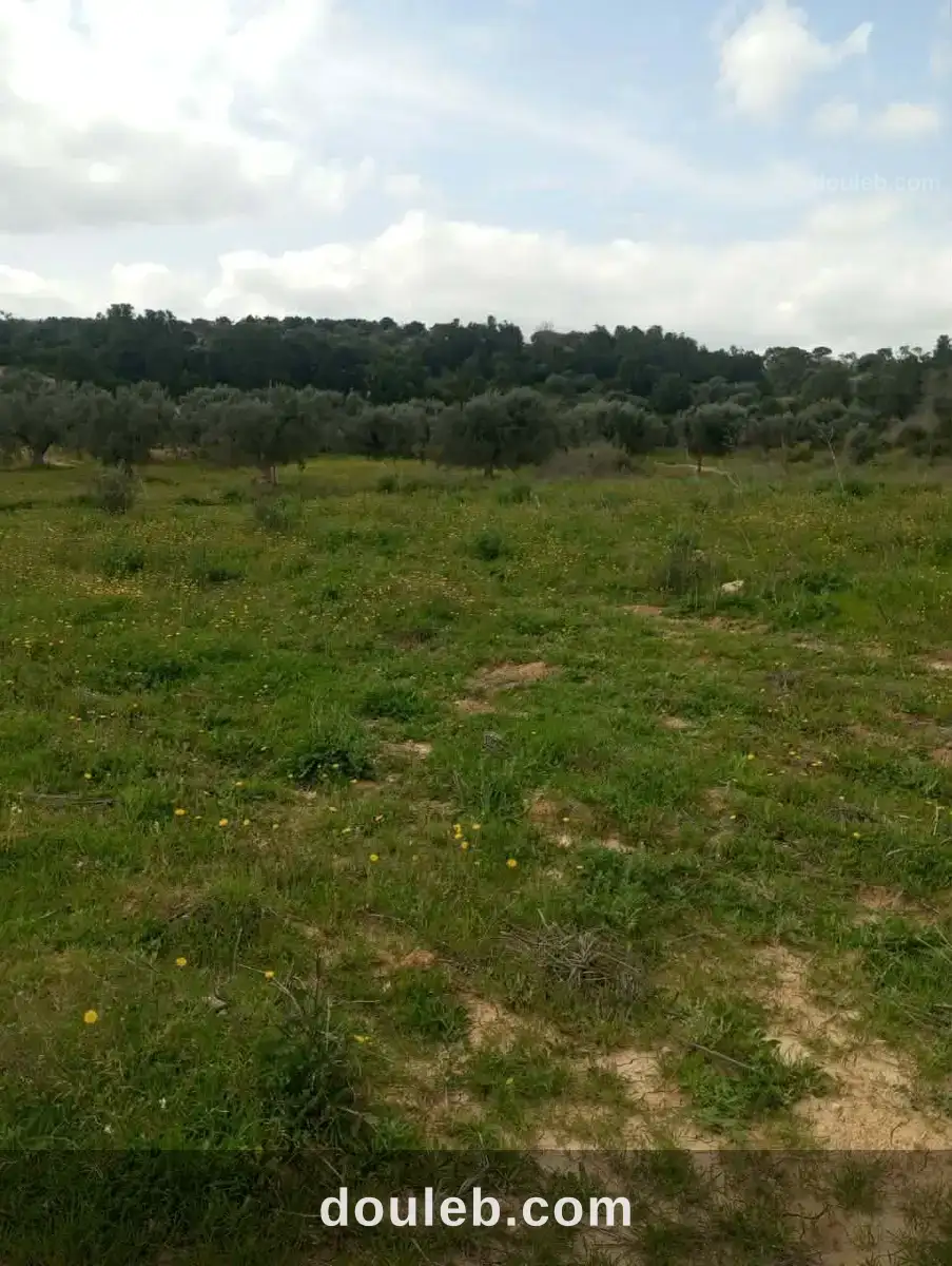 Av terrain 4100m à zaghouan 99958728 à Tunis