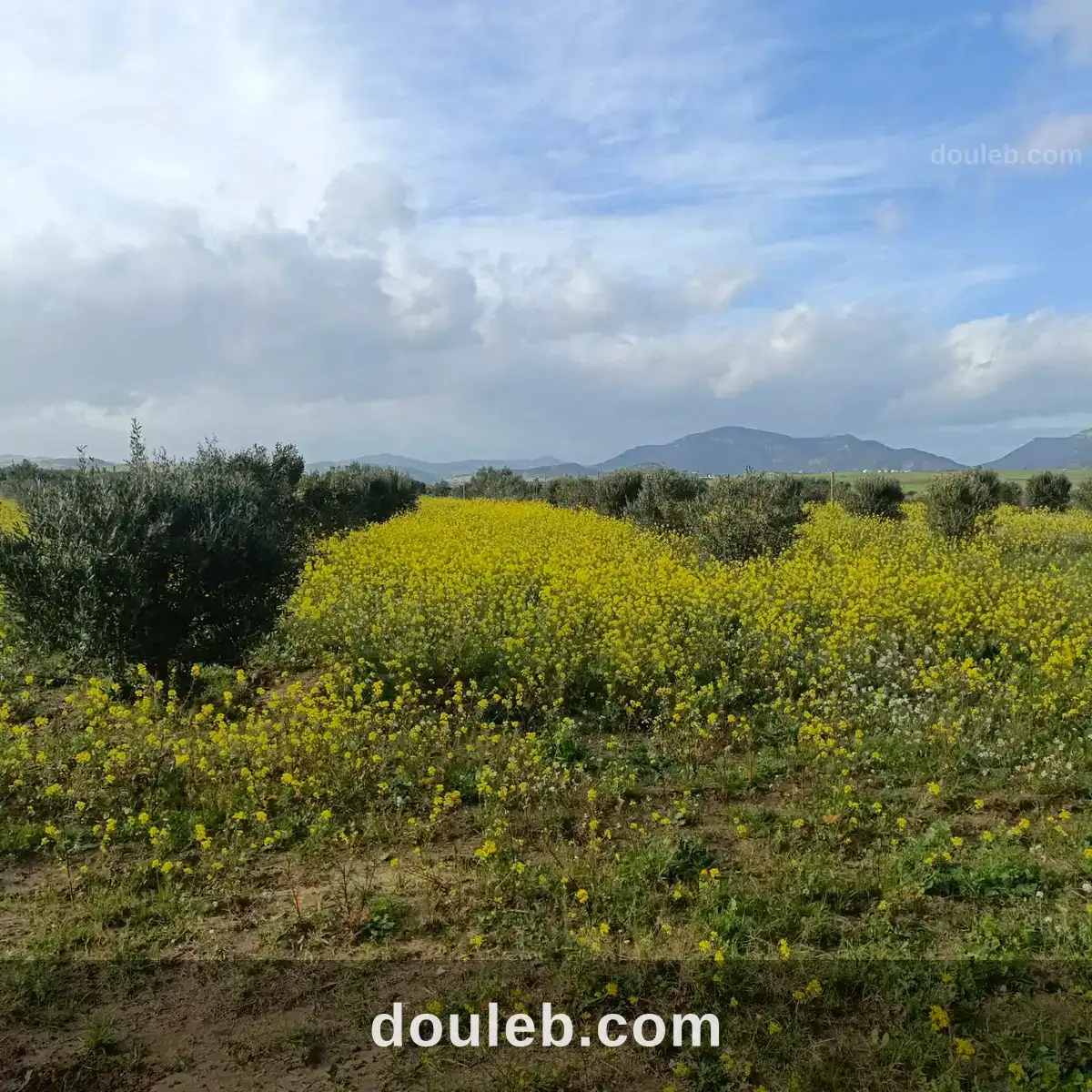 Av de 1000m a 3000m à monchar à Tunis