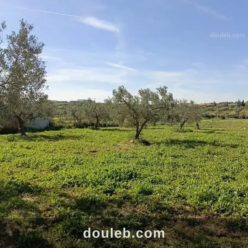 Av terrain 1680m à monchar hammamet sud à Tunis