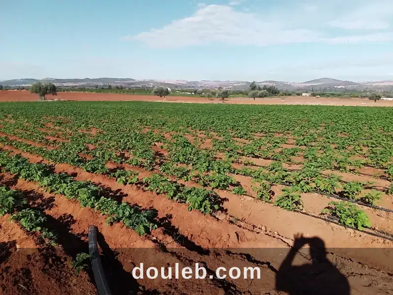 Terres irriguées à Tunis