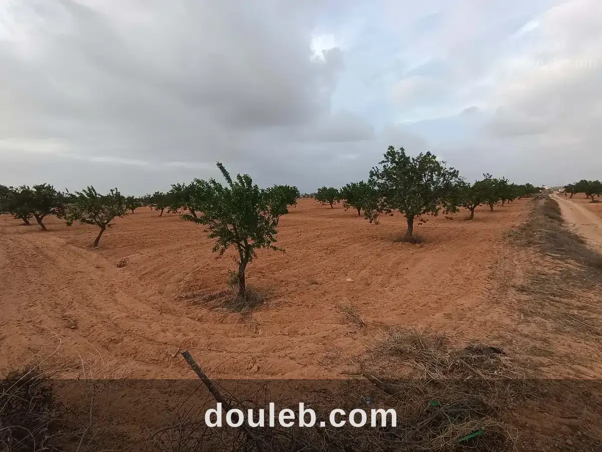Bora louz route el matar à Tunis