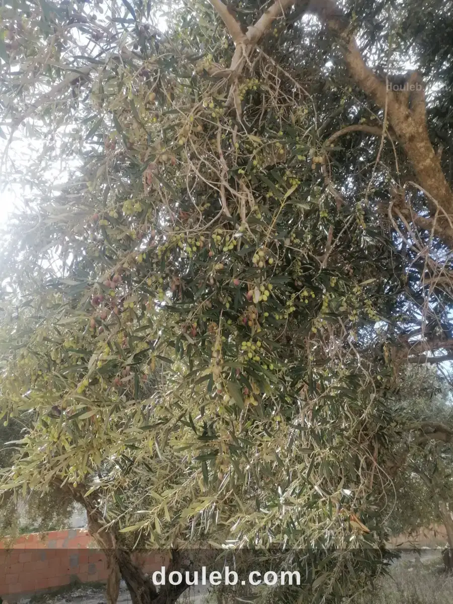 Terrain au centre ville - Miniature 2