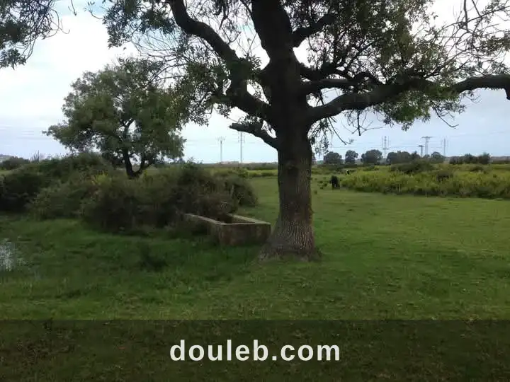 Terrain agricole tabarka - Miniature 4