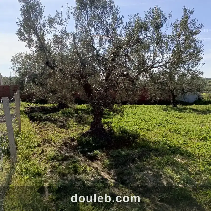 Av 1680m clôturé à hammamet à Tunis