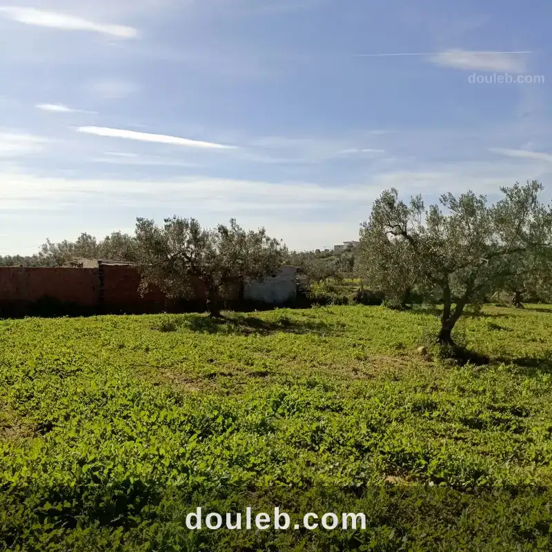 Av 1680m clôturé à hammamet - Miniature 2