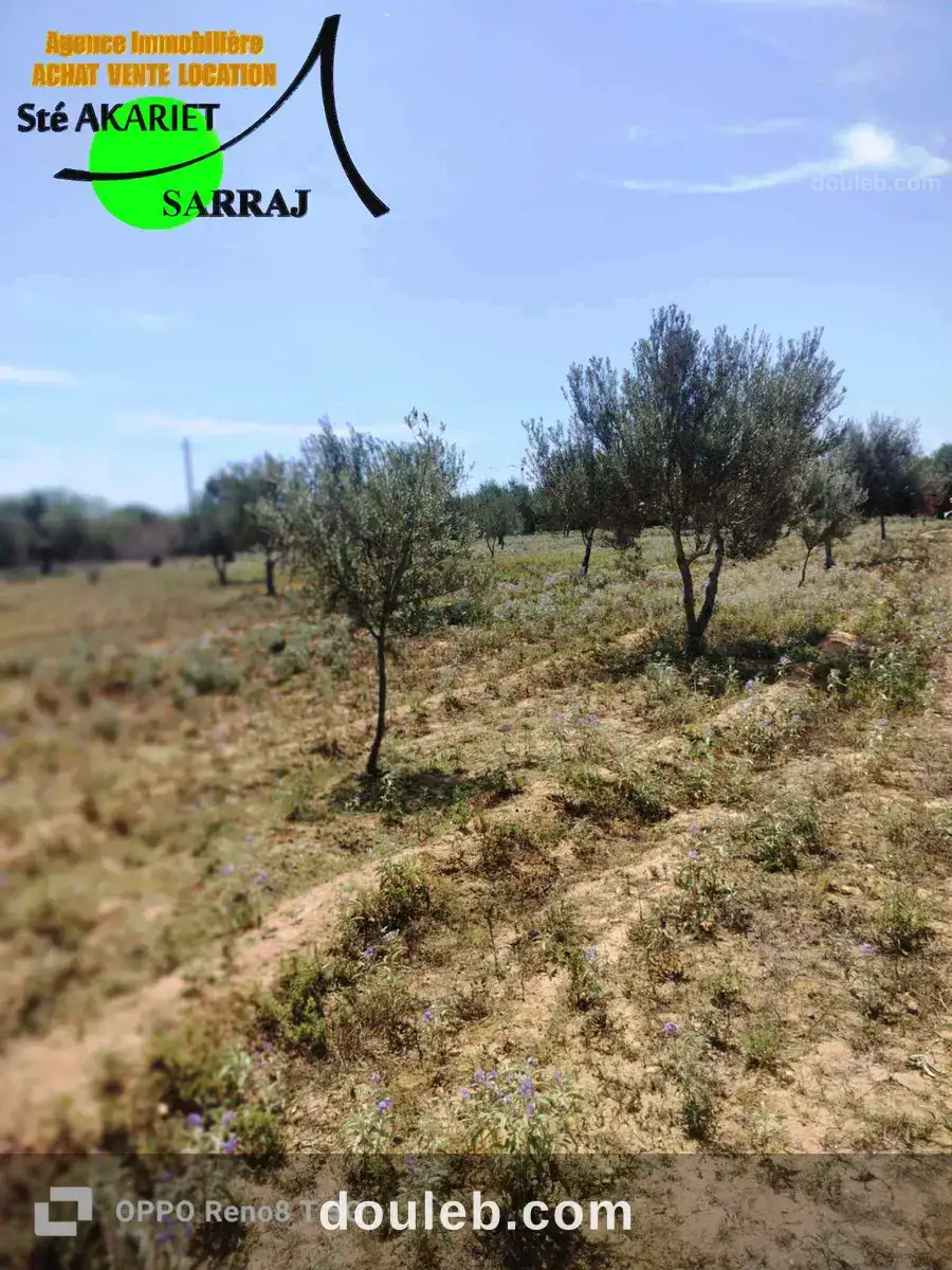 Senia clôturé 12000m à kalaa kbira chiab - Miniature 2