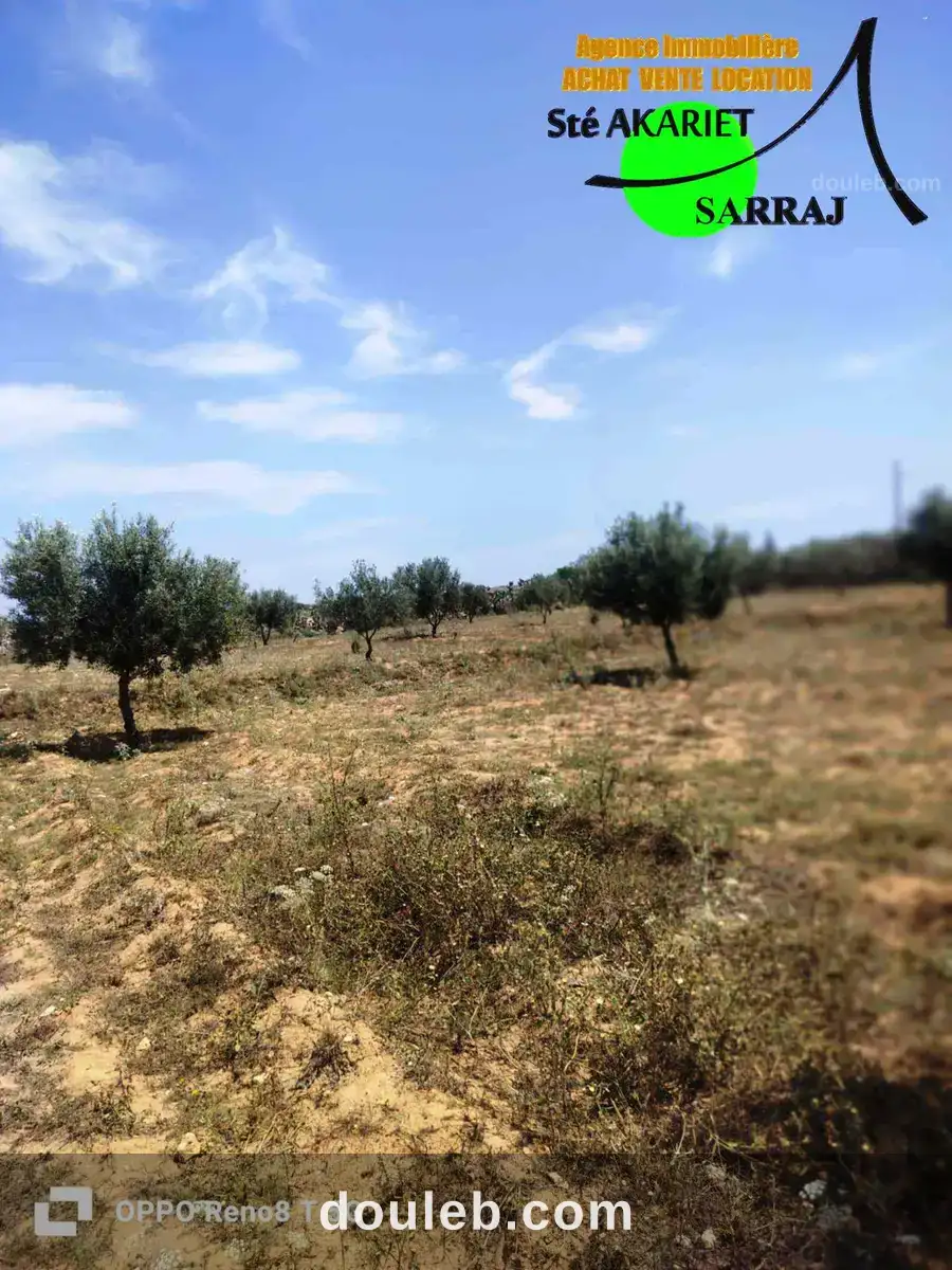 Senia clôturé 12000m à kalaa kbira chiab - Miniature 4