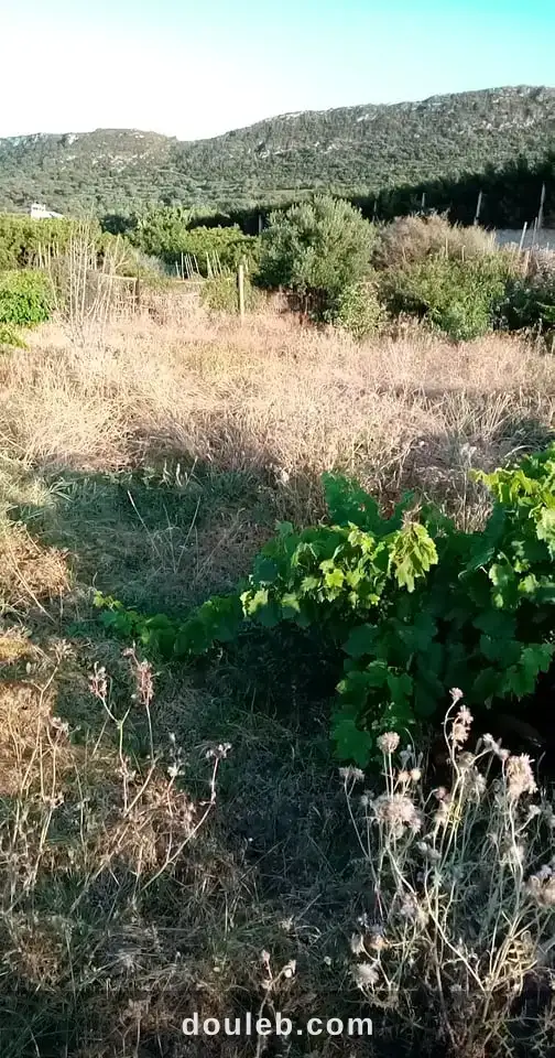 Terain de 3120 m2 a rafraf plage l'ahmeri - Miniature 3