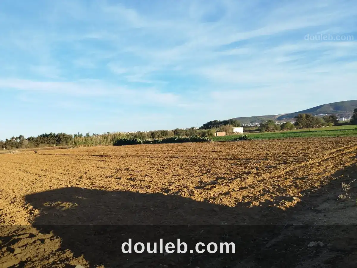 Investissement de 4000m à haouaria - Photo 1