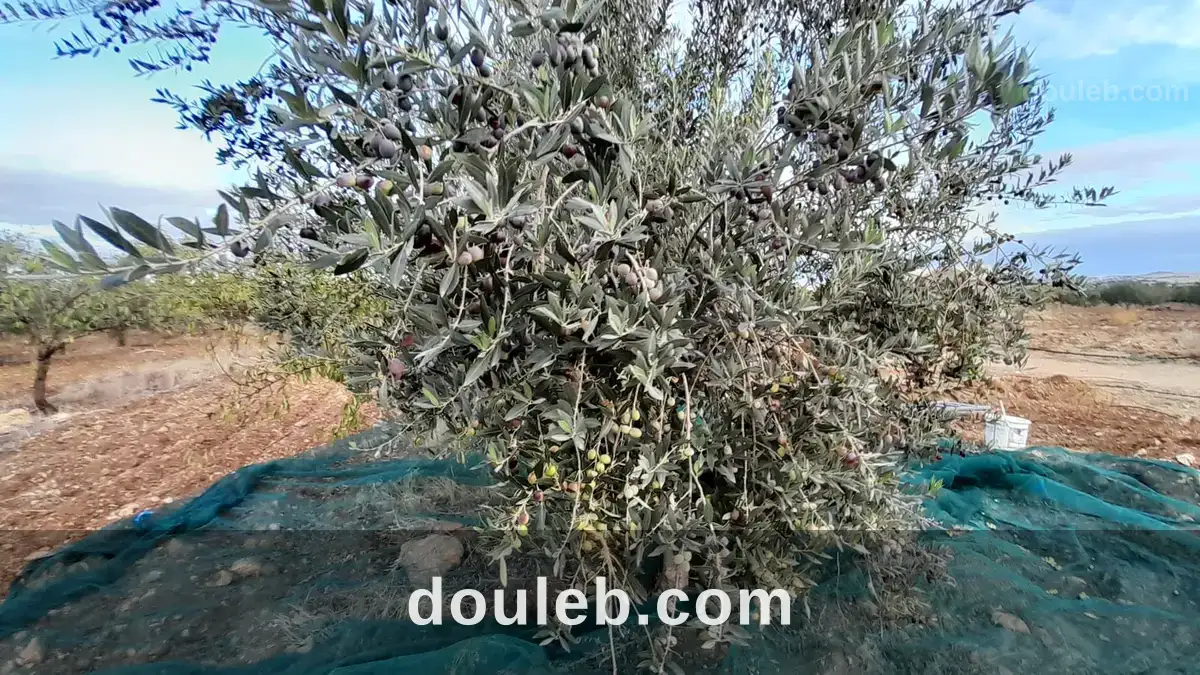 Très belle ferme à bent saidane - Miniature 3