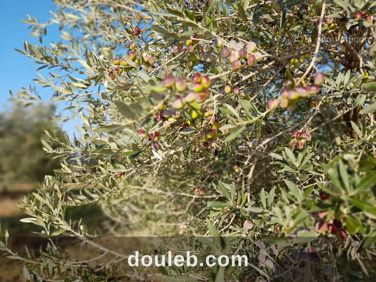 Très belle ferme à bent saidane - Miniature 5