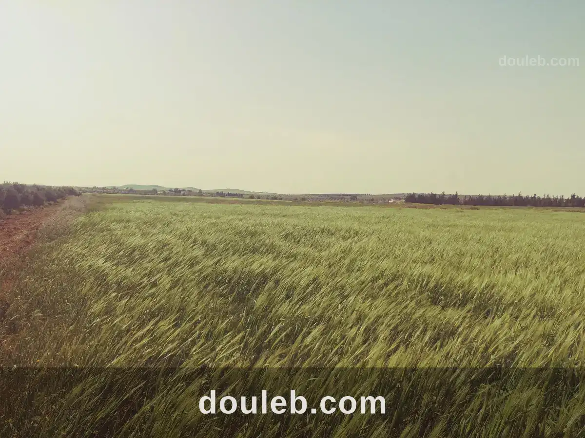 2 hectares et 7 500 m2 nu mnagaa - Miniature 3