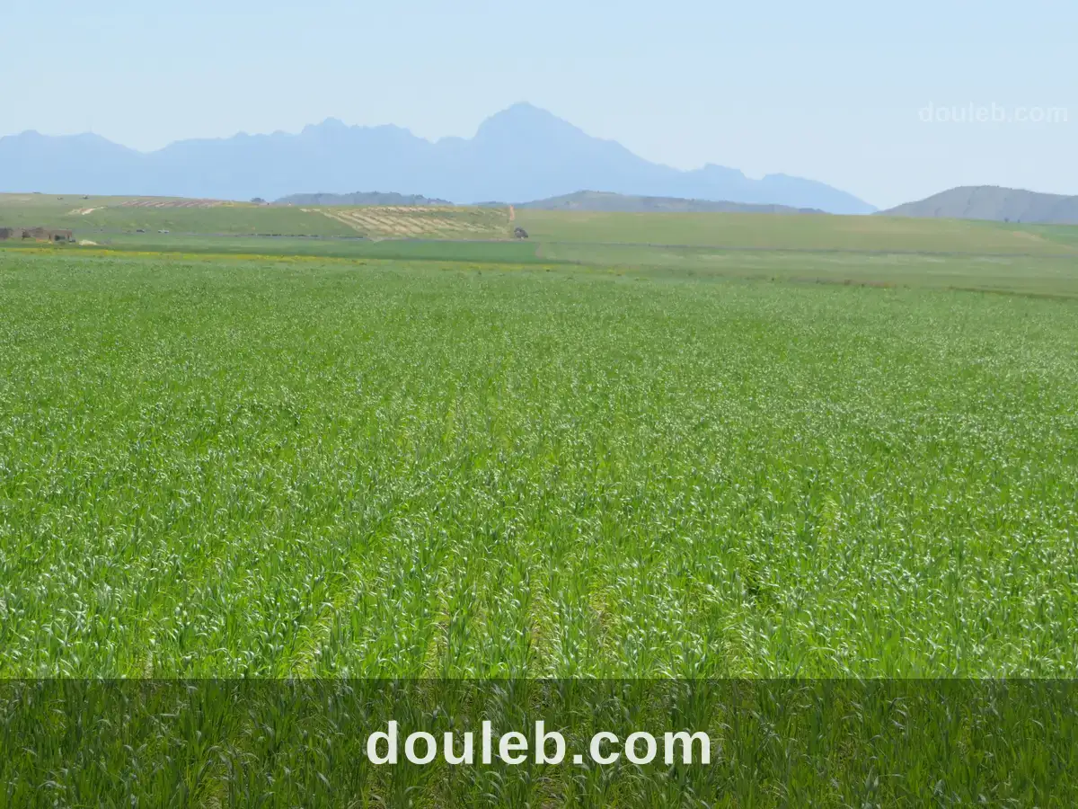 22 hectare terrain plat et fertile - Miniature 3