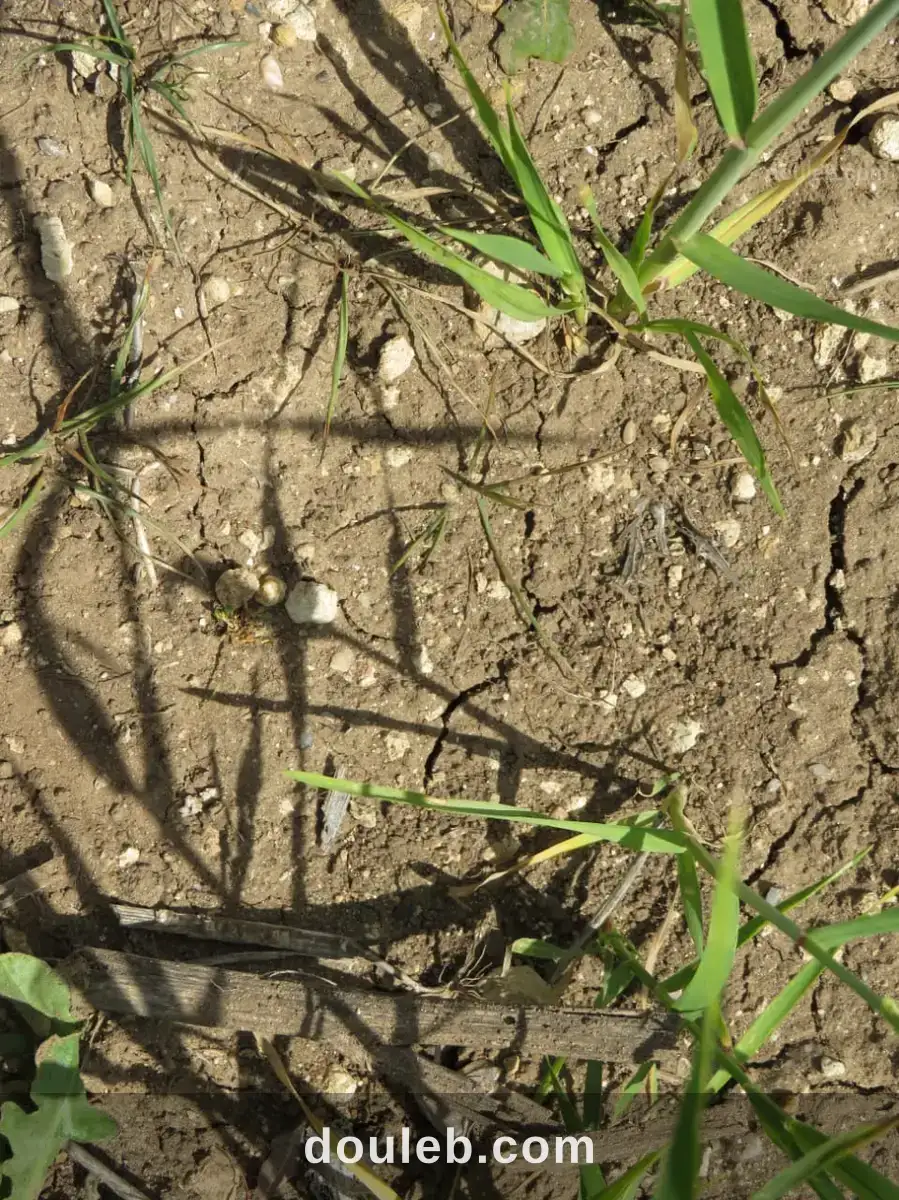 Excellente 22 hectares plat - Miniature 2