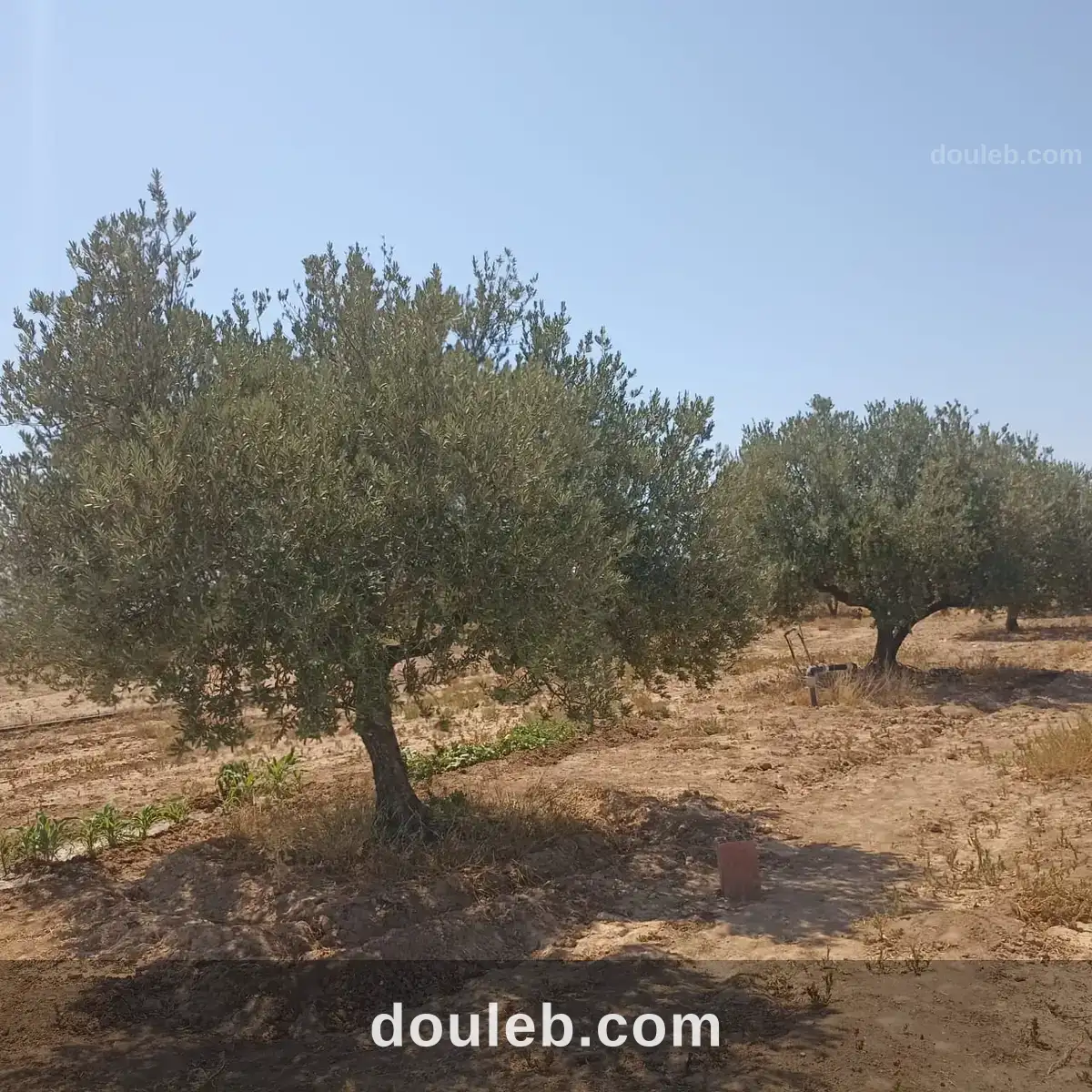 Ferme 65 km de tunis - Miniature 3