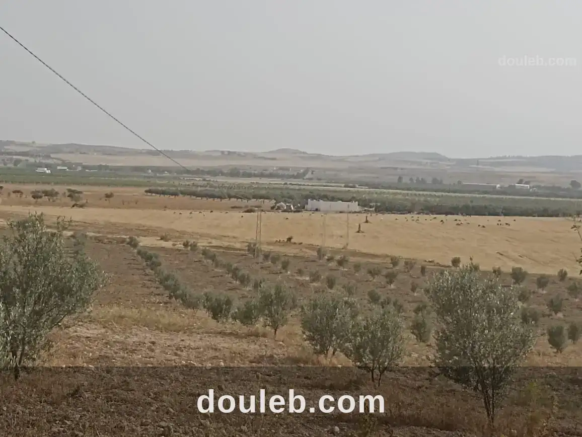 Ferme 5 hectares 700 oliviers - Miniature 2