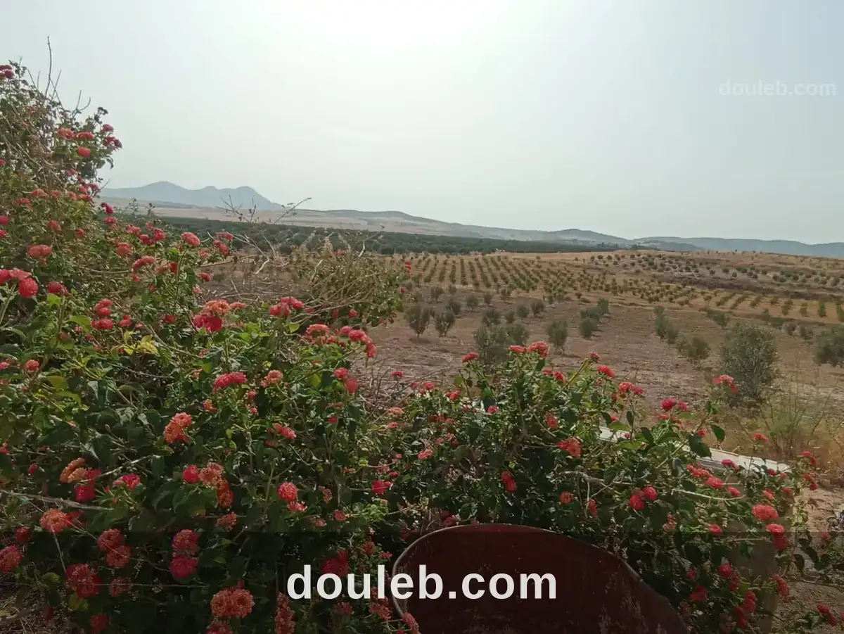 Ferme 5 hectares 700 oliviers - Miniature 3