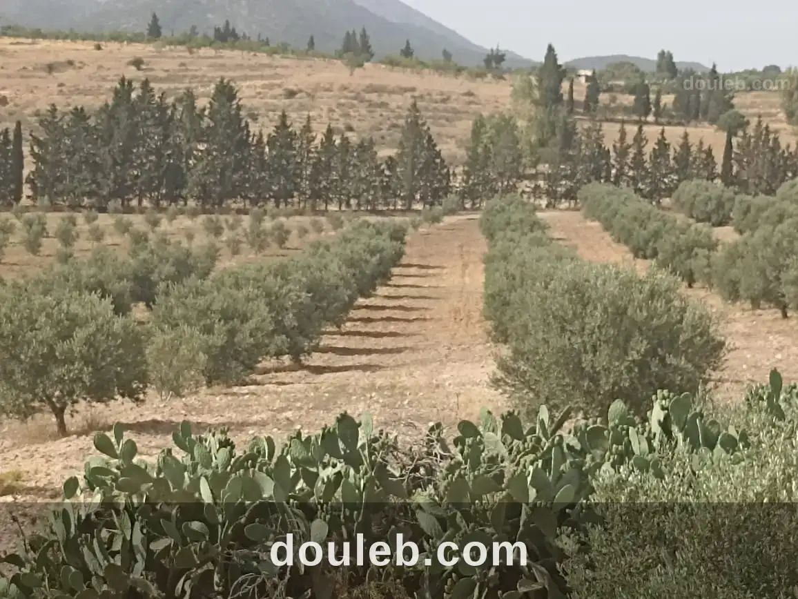 Ferme 5 hectares 700 oliviers - Miniature 4